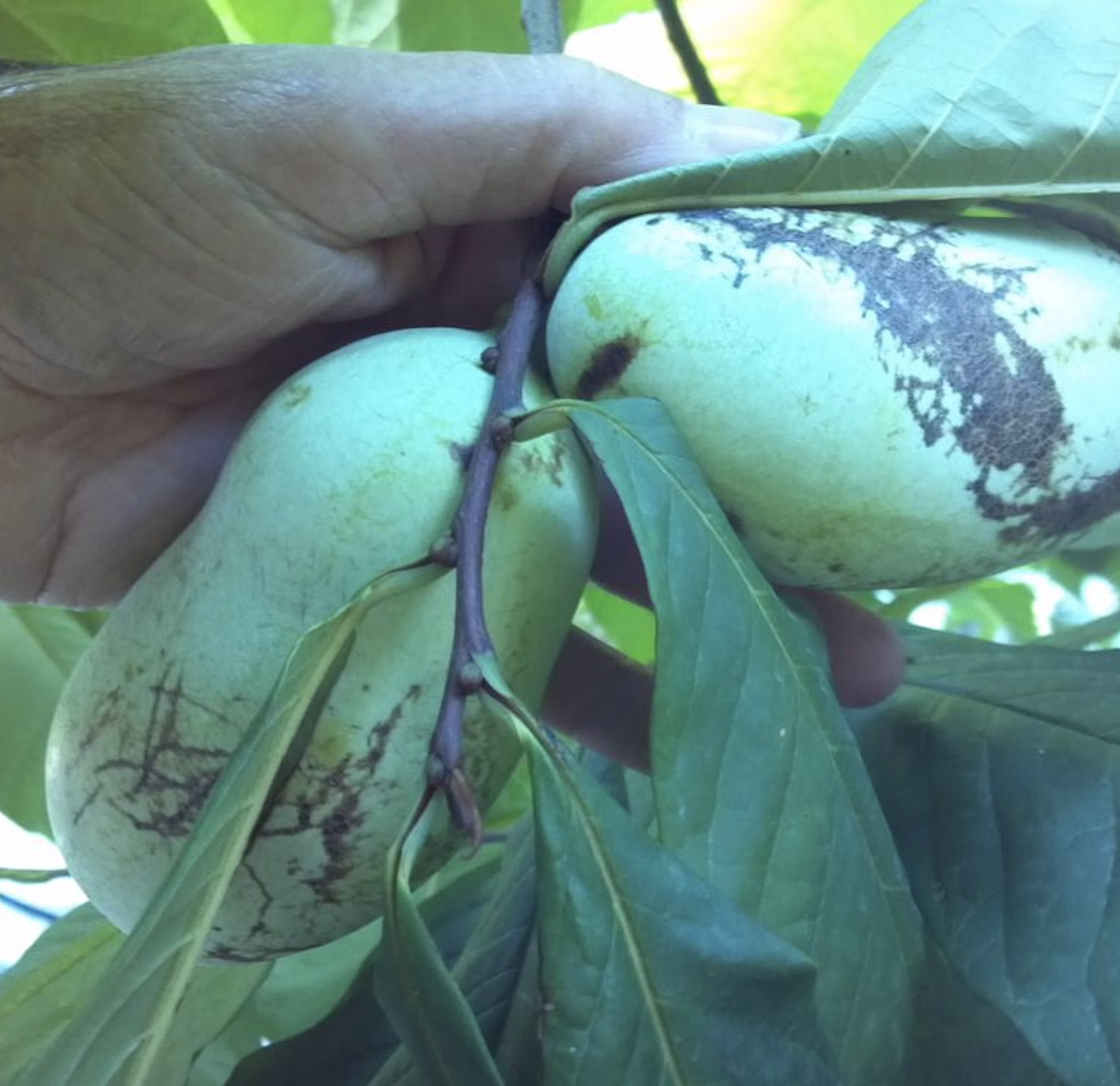 pawpaw fruit being held on tree