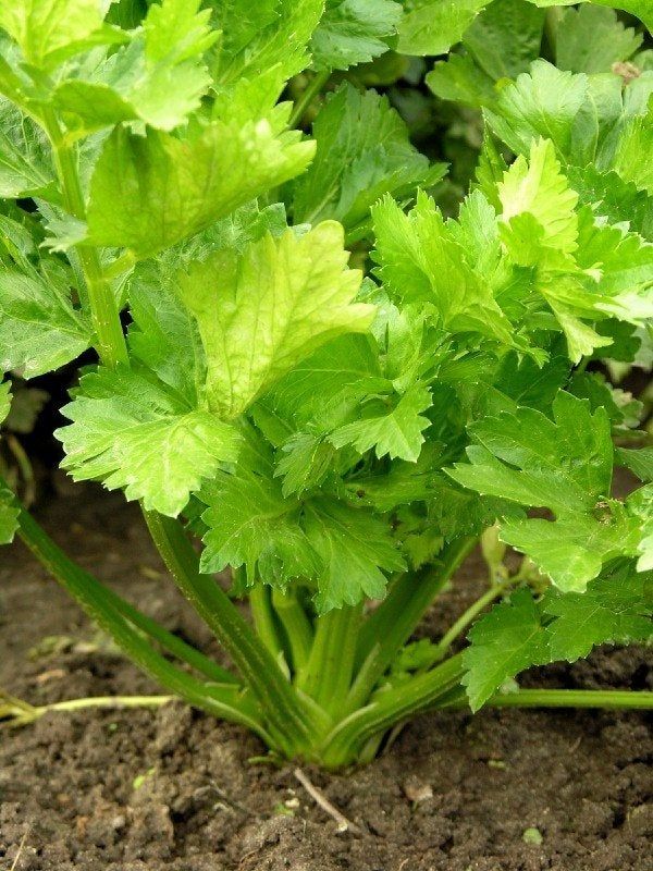 Celery Growing In The Garden