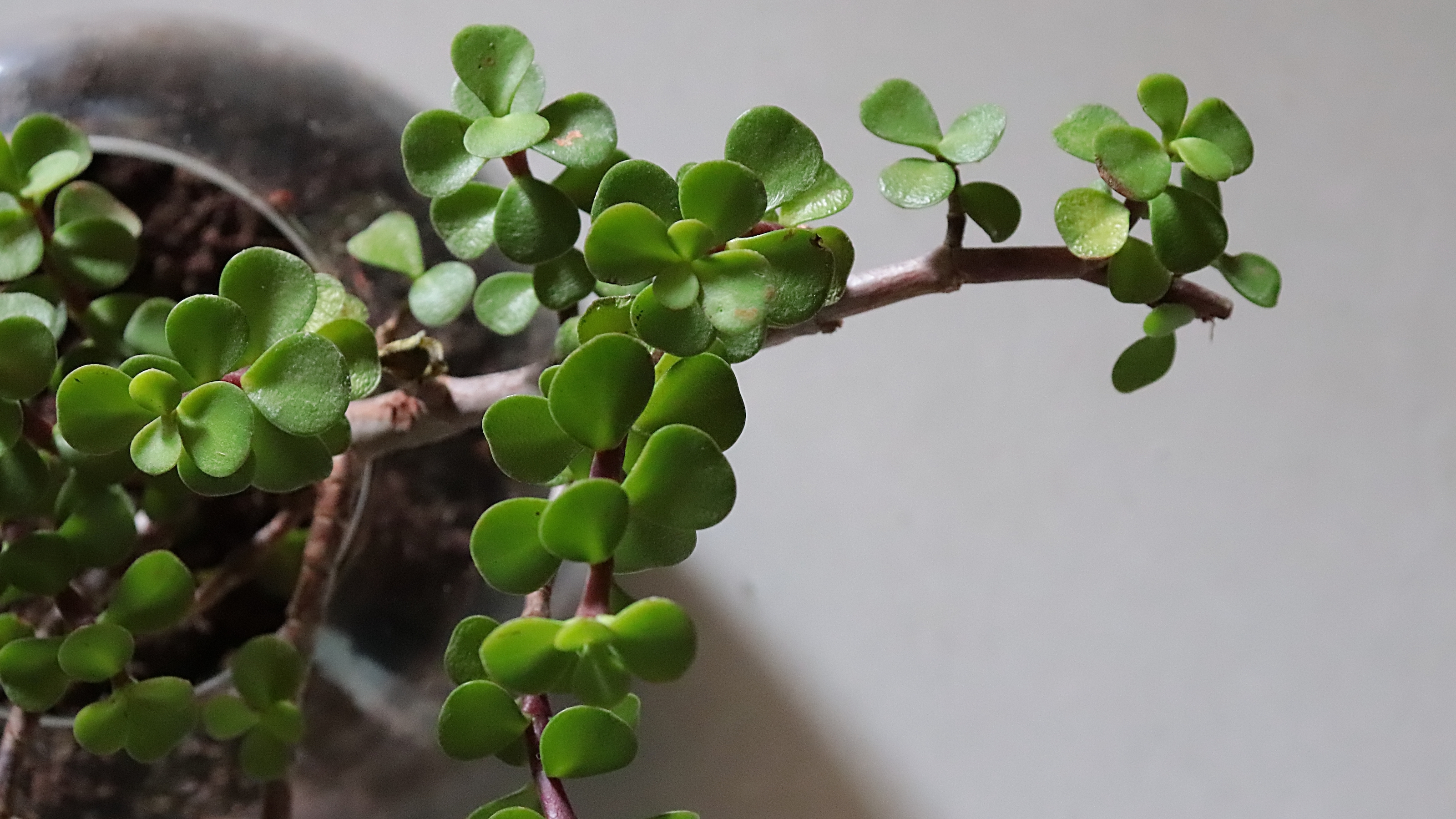 How to care for a make lucky plant thrive