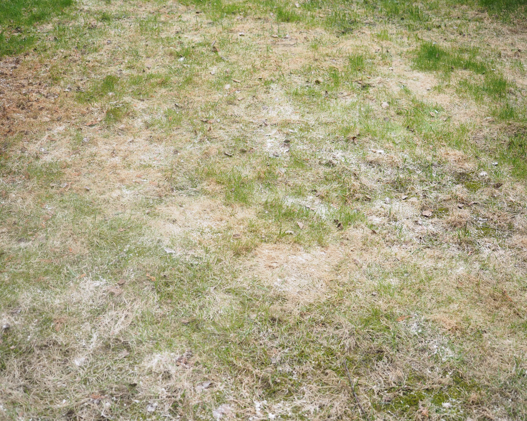 lawn with powdery mildew