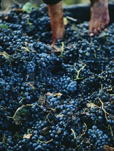 Crushing grapes for wine