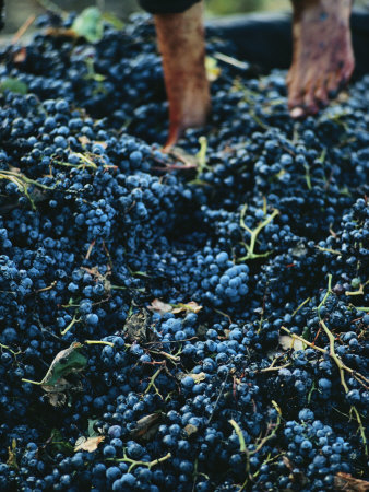 Crushing grapes for wine