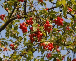 fruits on a 'Red Sentinel' crab apple tree