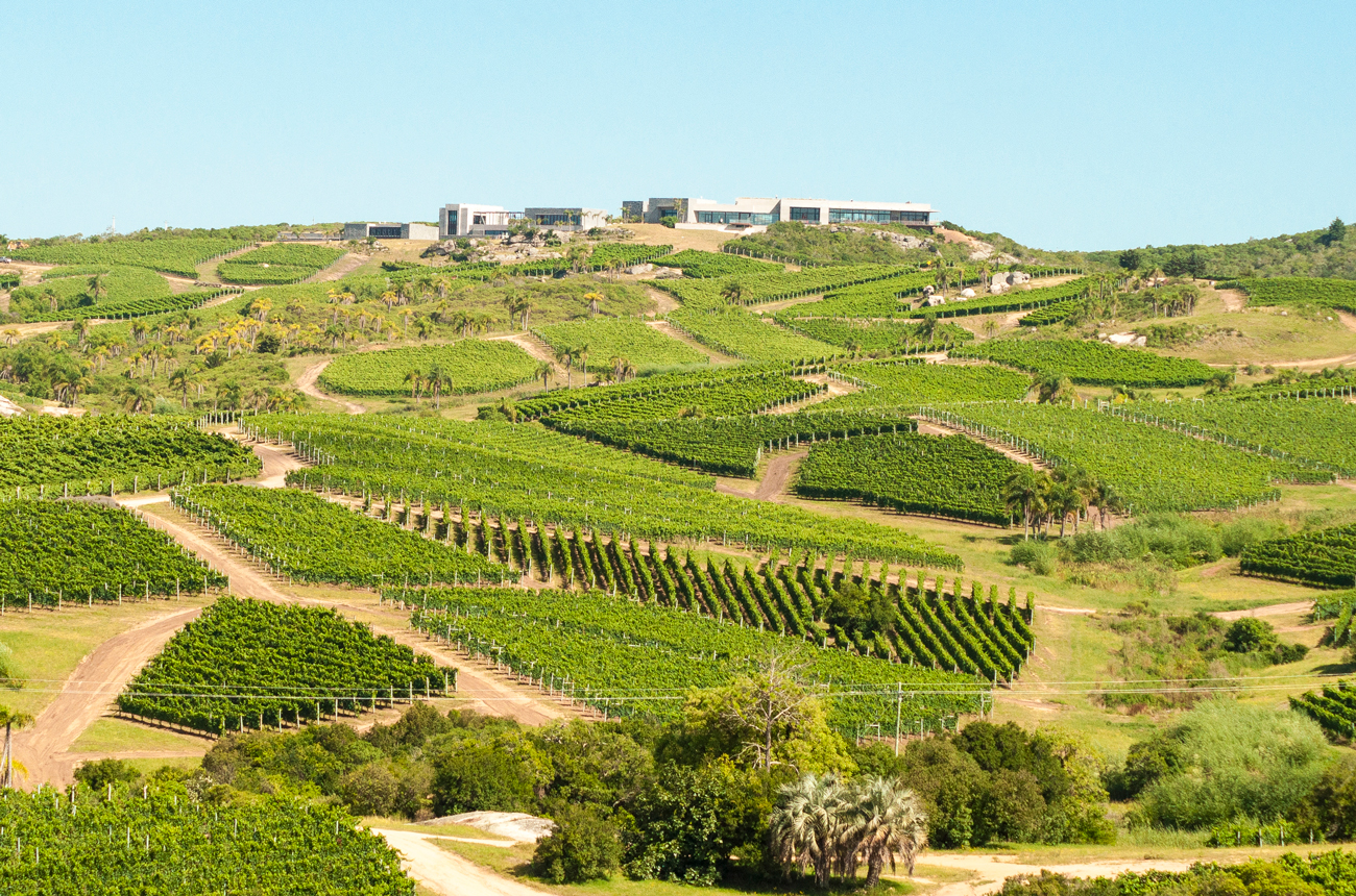 Small vineyards on a hillside with a blue sky