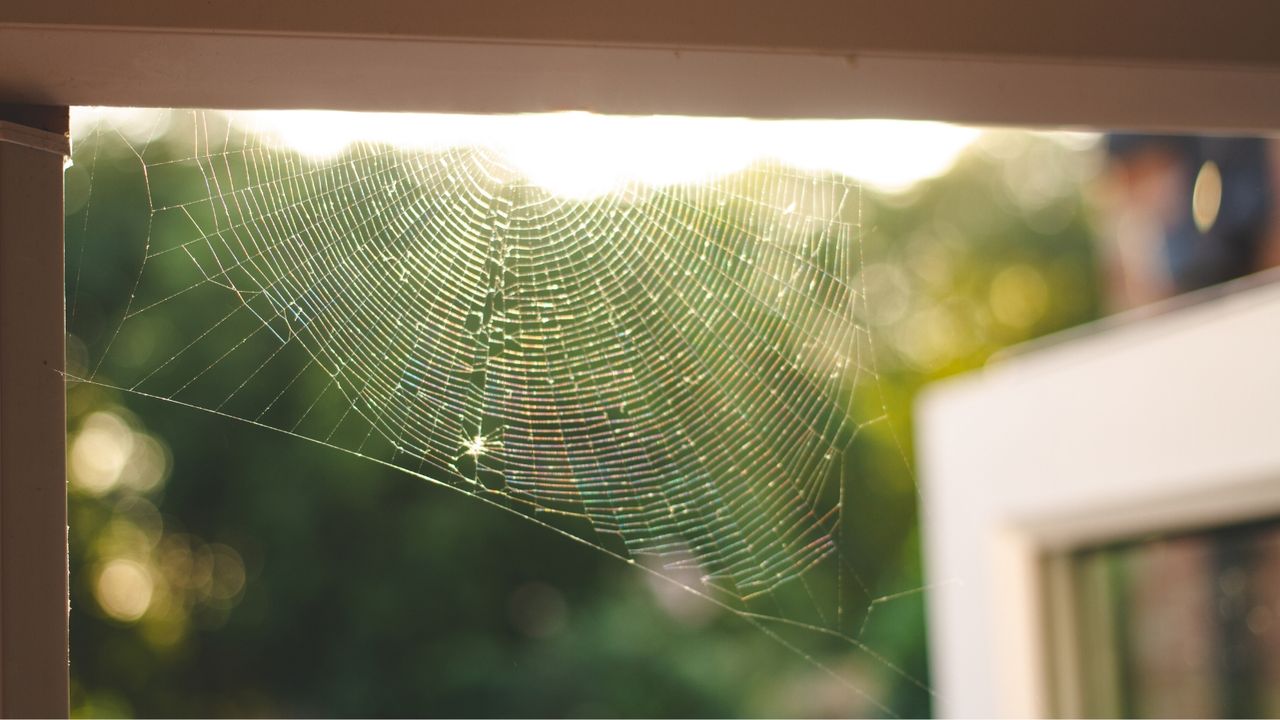 A spider web in the door frame of a home during summer