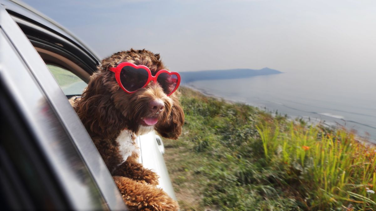 Dog wearing heart-shaped sunglasses hanging out of car window