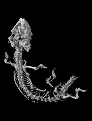A three-dimensional scan of the fossilized Messel lizard Cryptolacerta as revealed by X-ray computed microtomography. This approach allowed the researchers to study not only the originally exposed bone surface in great detail, but also the internal anatomical regions that were otherwise obscured.