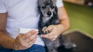 Dog having its nails cut — Best pet accessories
