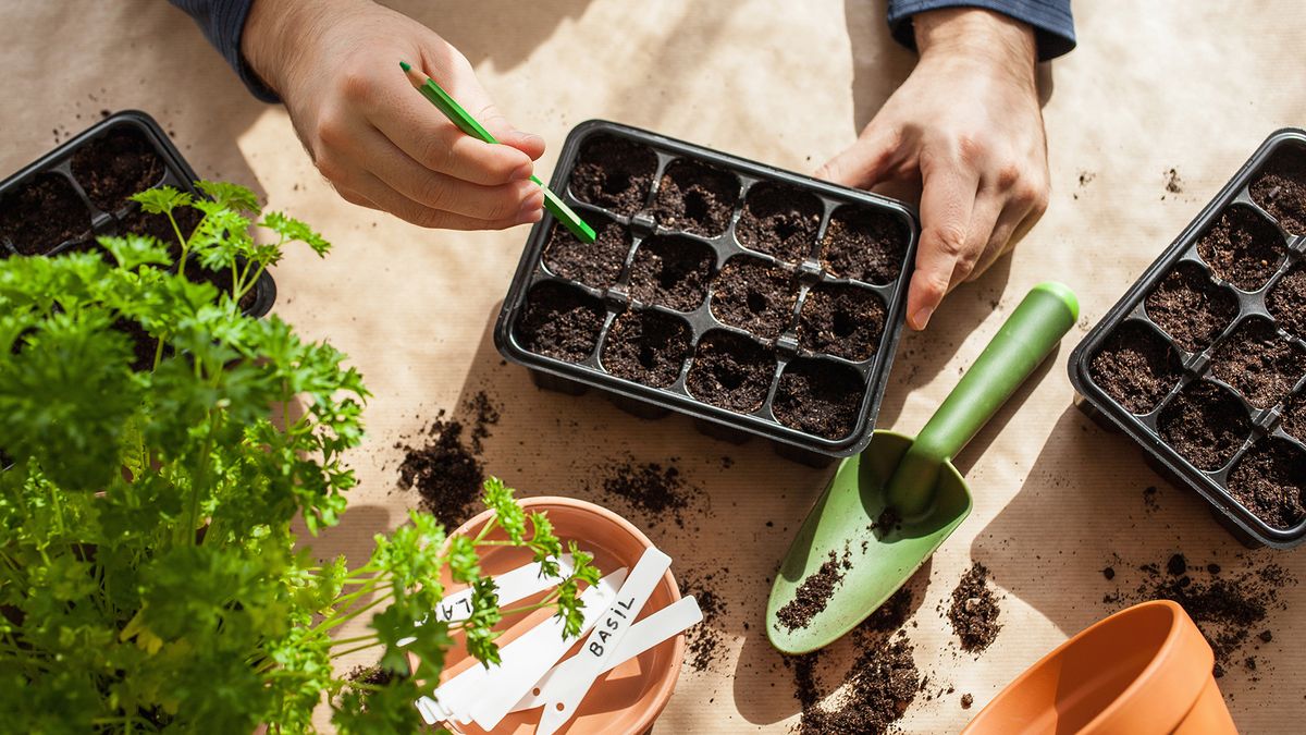 Man planting seeds indoors