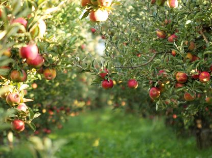 An Apple Orchard Full Of Ready To Be Pruned Apple Trees