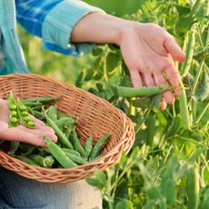 Woman harvesting peas into a basket