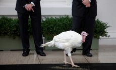 Presidential turkeys