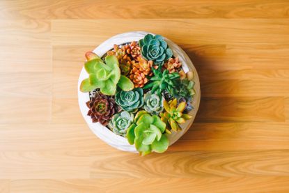 succulents in a pot