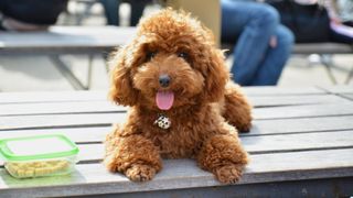 Happy Toy Poodle lying on bench with tongue out