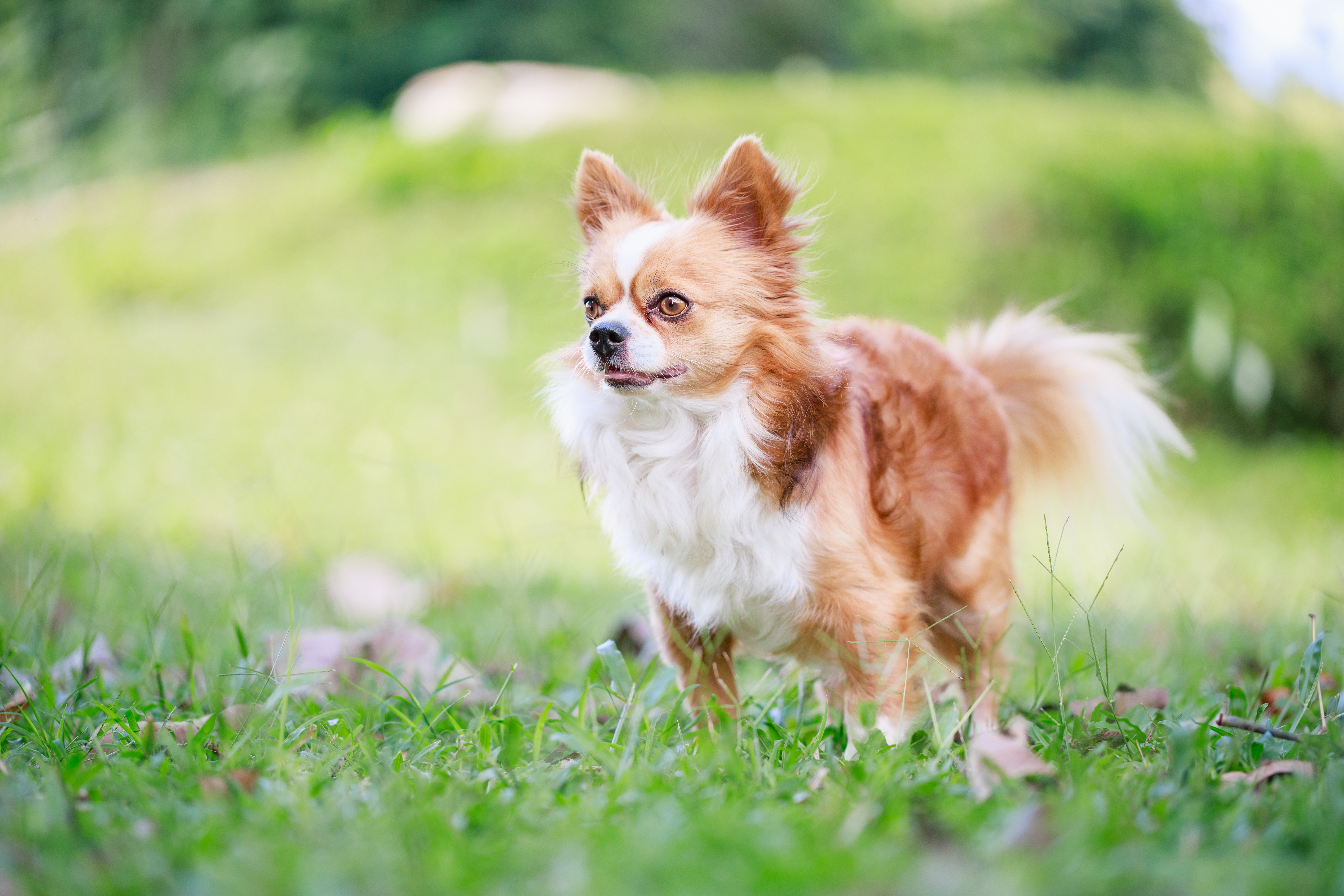 Chihuahua in grassy meadow