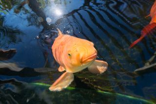 An inhabitant of Anne Marie Thiel's fish pond in Henley.