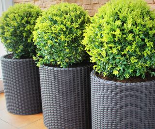 clipped boxwood shrubs in pots