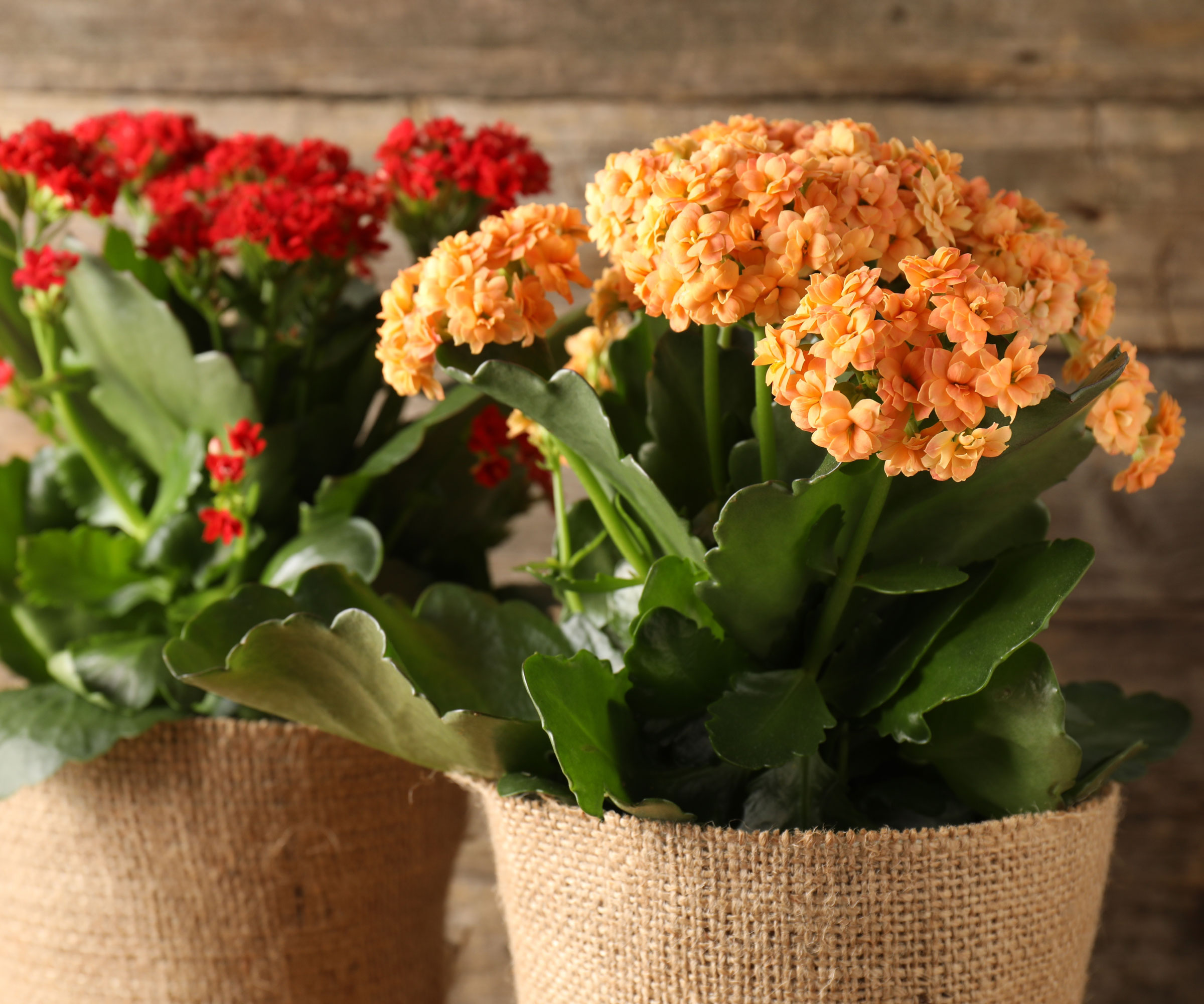 kalanchoe plants in pots wrapped in hessian
