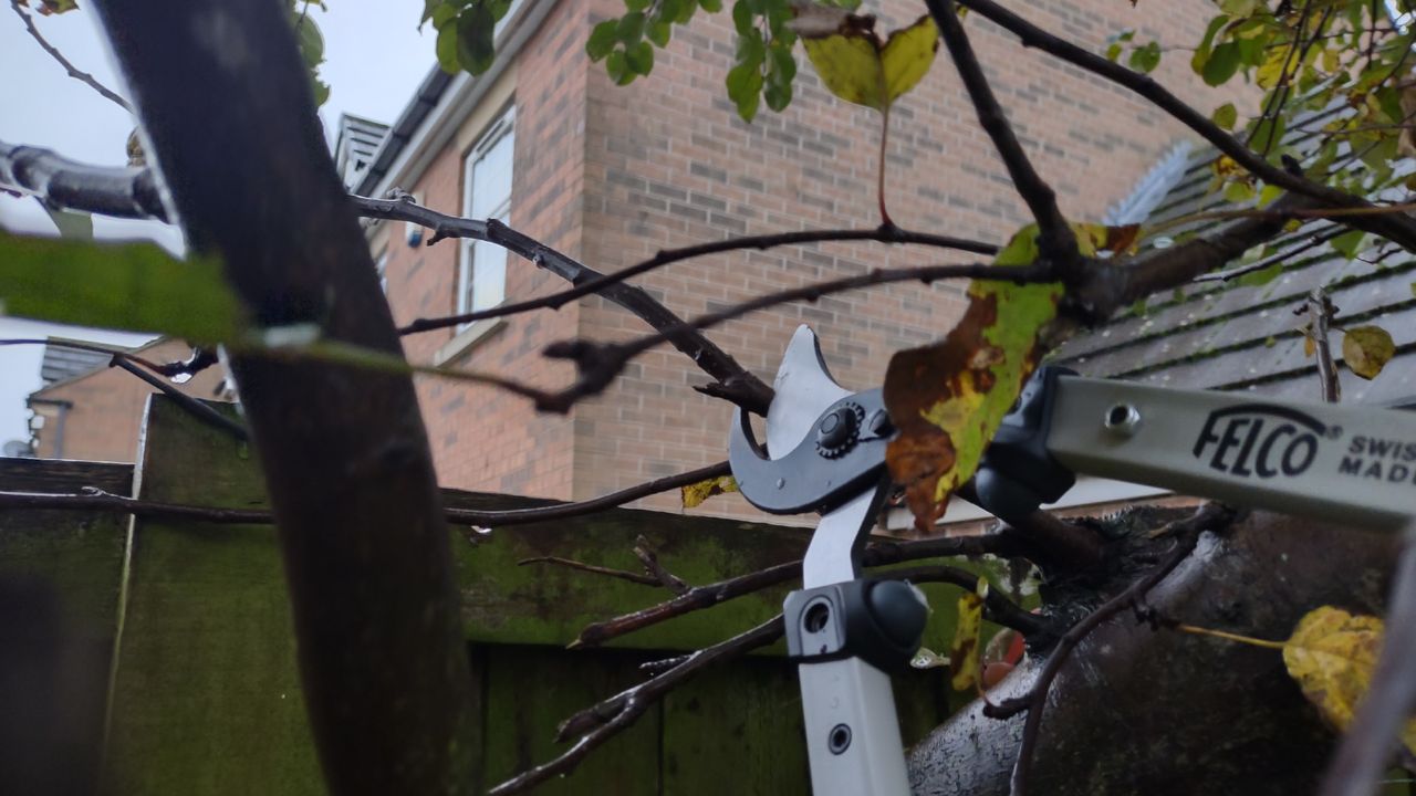 A Felco lopper, cutting a crabtree branch.