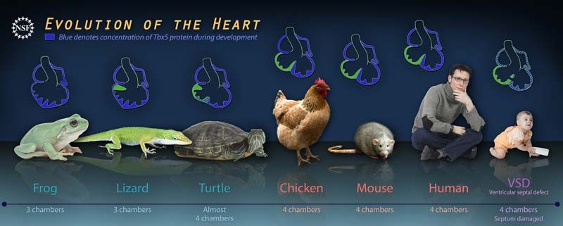 New Understanding Of The Heart s Evolution Live Science New Understanding Of The Heart s Evolution Live Science
