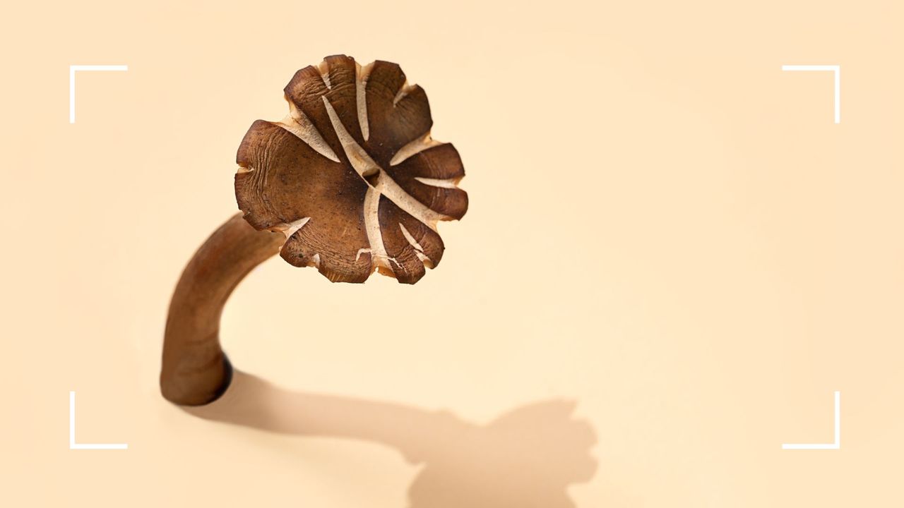 Large mushroom standing upright on pale yellow background, to illustrate one type of adaptogen used in mushroom coffee