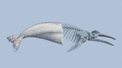 Illustration of a gray whale cut in two with the skeleton visible