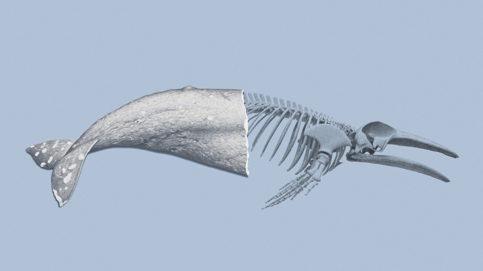 Illustration of a gray whale cut in two with the skeleton visible