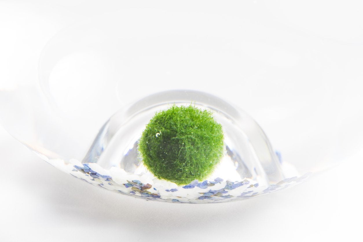 Marimo Moss Balls: Ultimate Guide to Growing Green Spheres of Joy