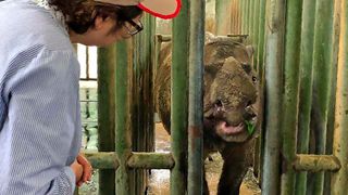 The last of her species in Malaysia, Iman died six months after the death of the country's last male Sumatran rhino.