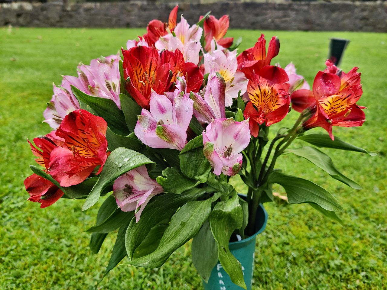 OnePlus 8T camera sample