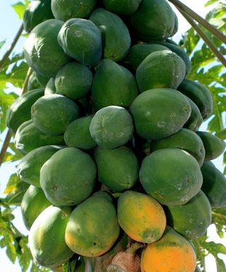 A bunch of green papaya fruits up close on the tree