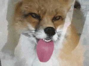 Fox Sticks Tongue on Glass Door