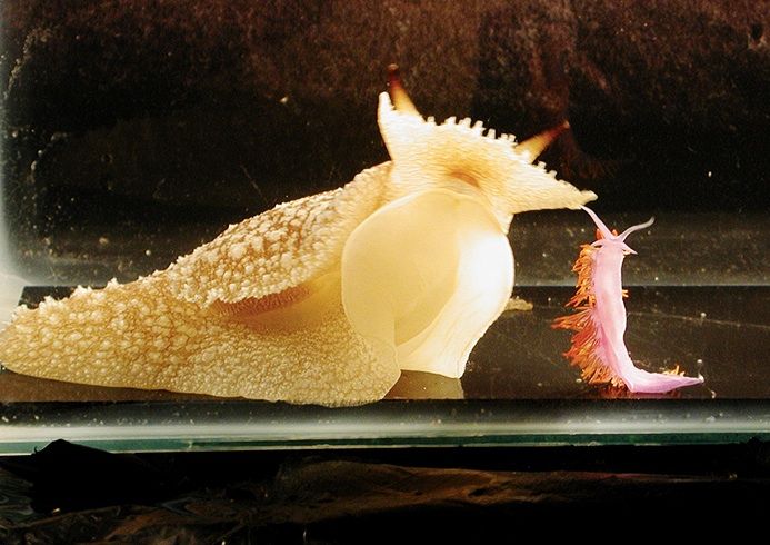 Sea slug avoids stinging sea slug