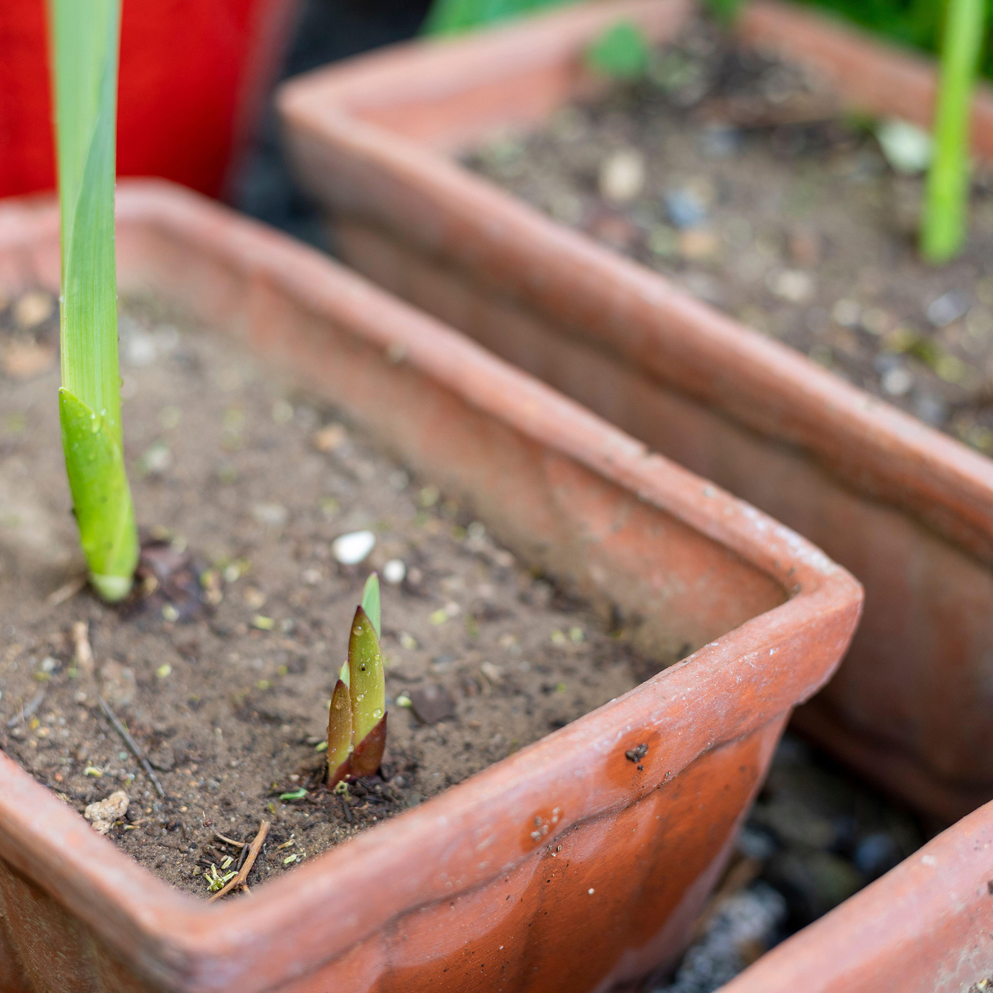 Gladiolus corm germinate in a pot with selective focus and blur background