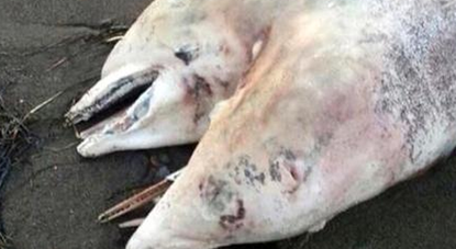 Two-headed dolphin washes ashore in Turkey