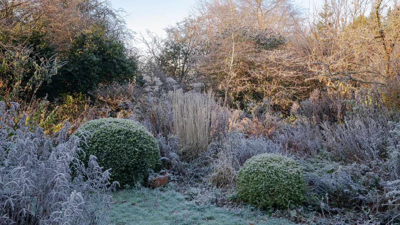 Flower beds, shrubs and plants covered in frost