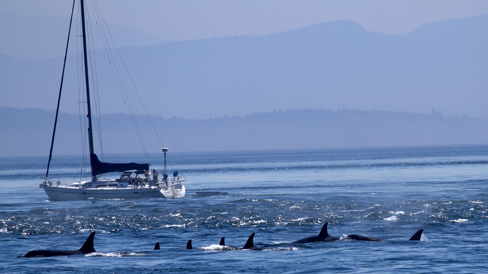 A group of orcas swinmming near a sailing yacht
