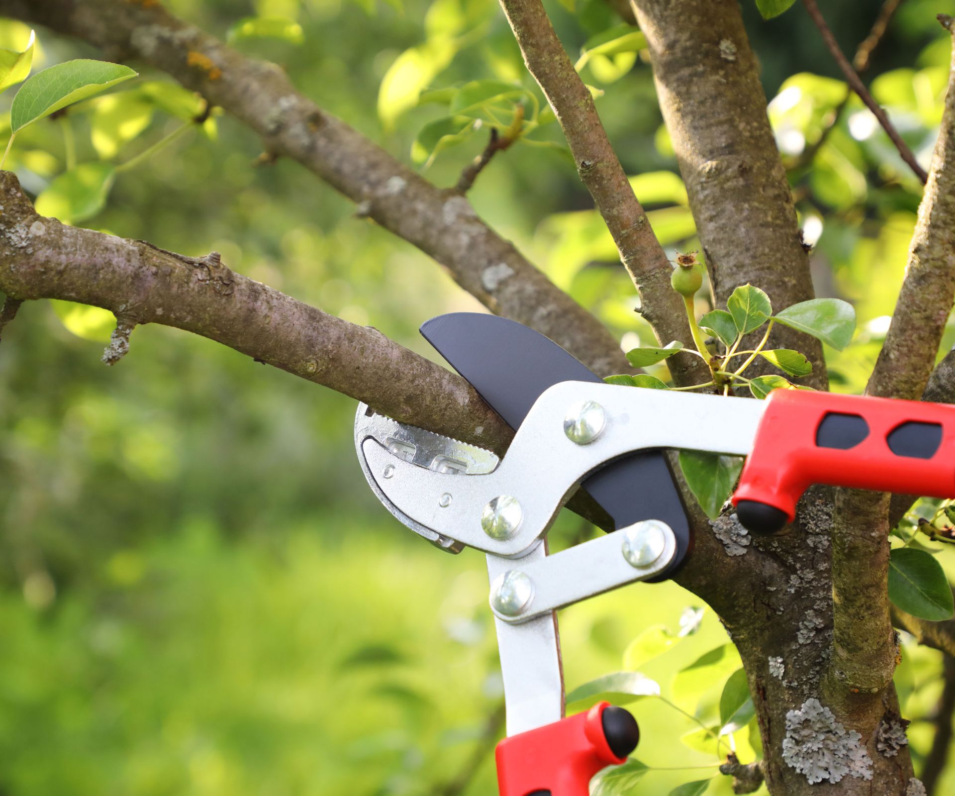 red handled loppers cutting through branch of tree in garden
