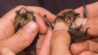 A pair of fully-grown Nathusius' pipistrelles in the hands of researchers.