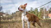 American Staffordshire Terrier