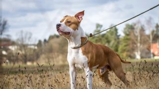 American Staffordshire Terrier