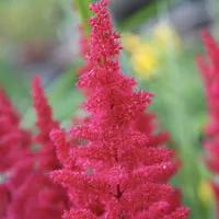 Astilbe Fanal False Goatsbeard 3 x 9cm pots | Was £20.97, now £15.00 at Primrose