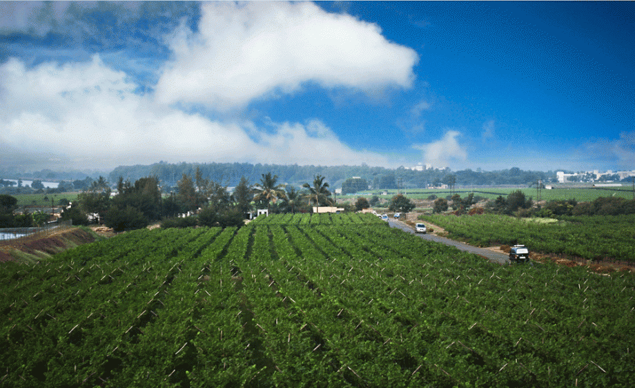 India vineyards
