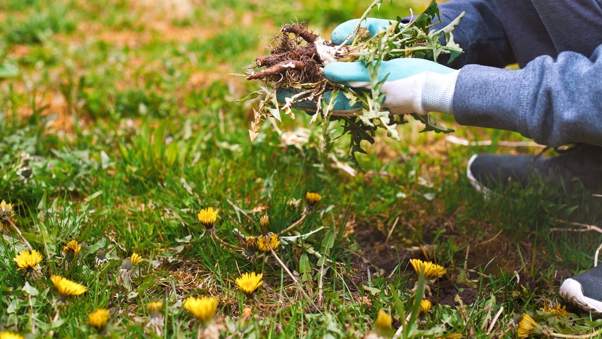 person removing weeds growing in yard 