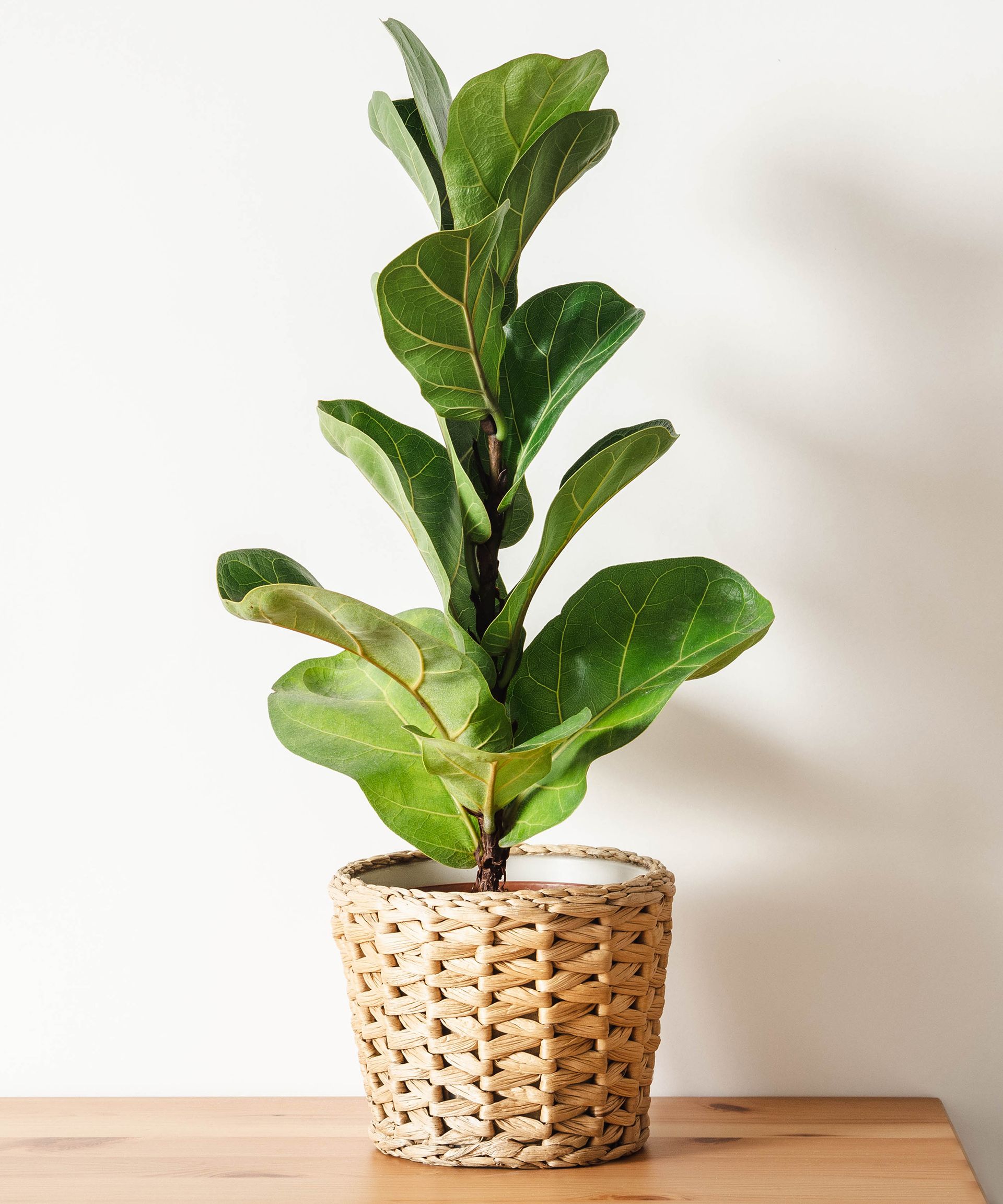 Fiddle leaf fig houseplant
