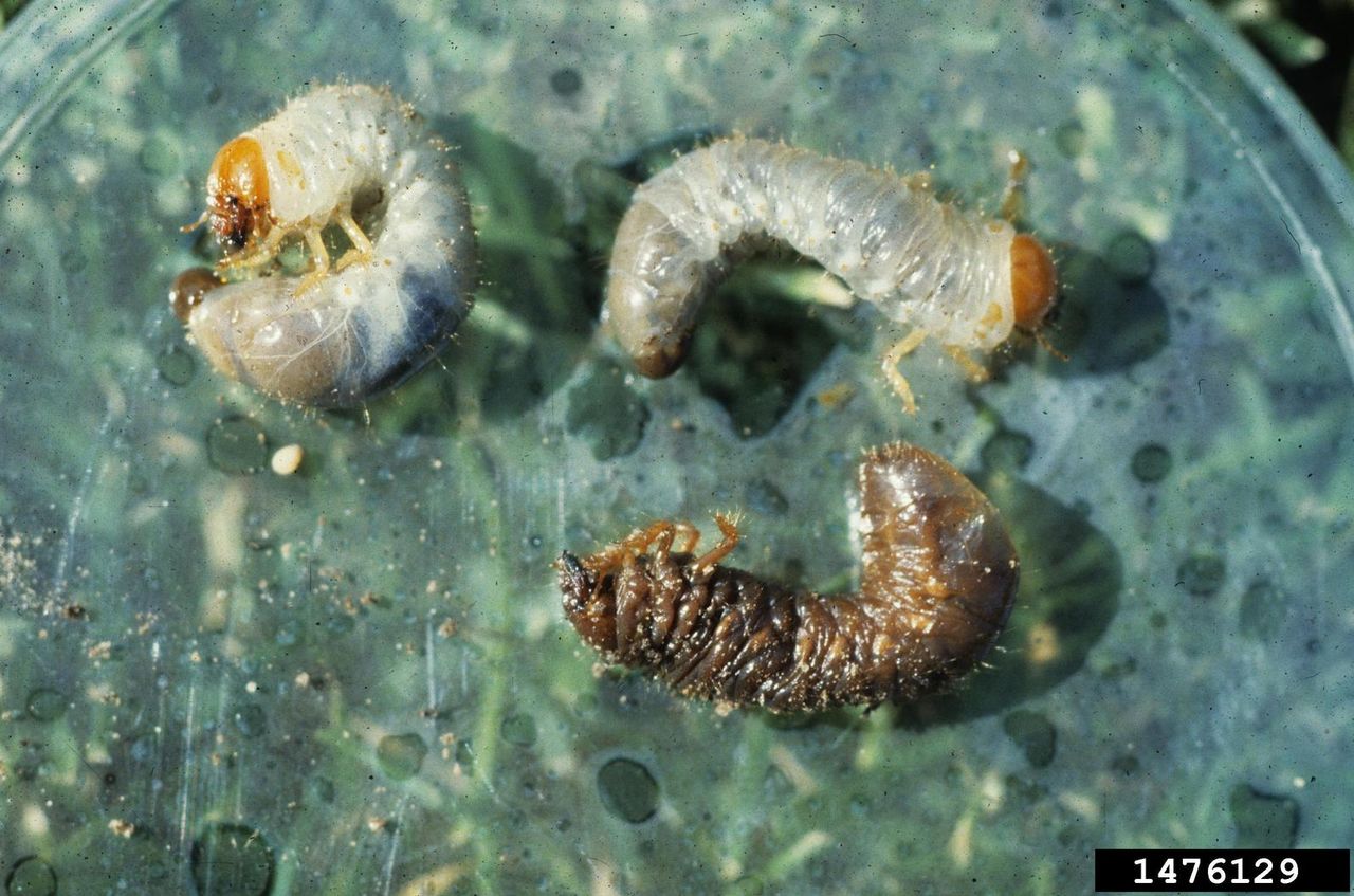 Three Iris Borer Insects