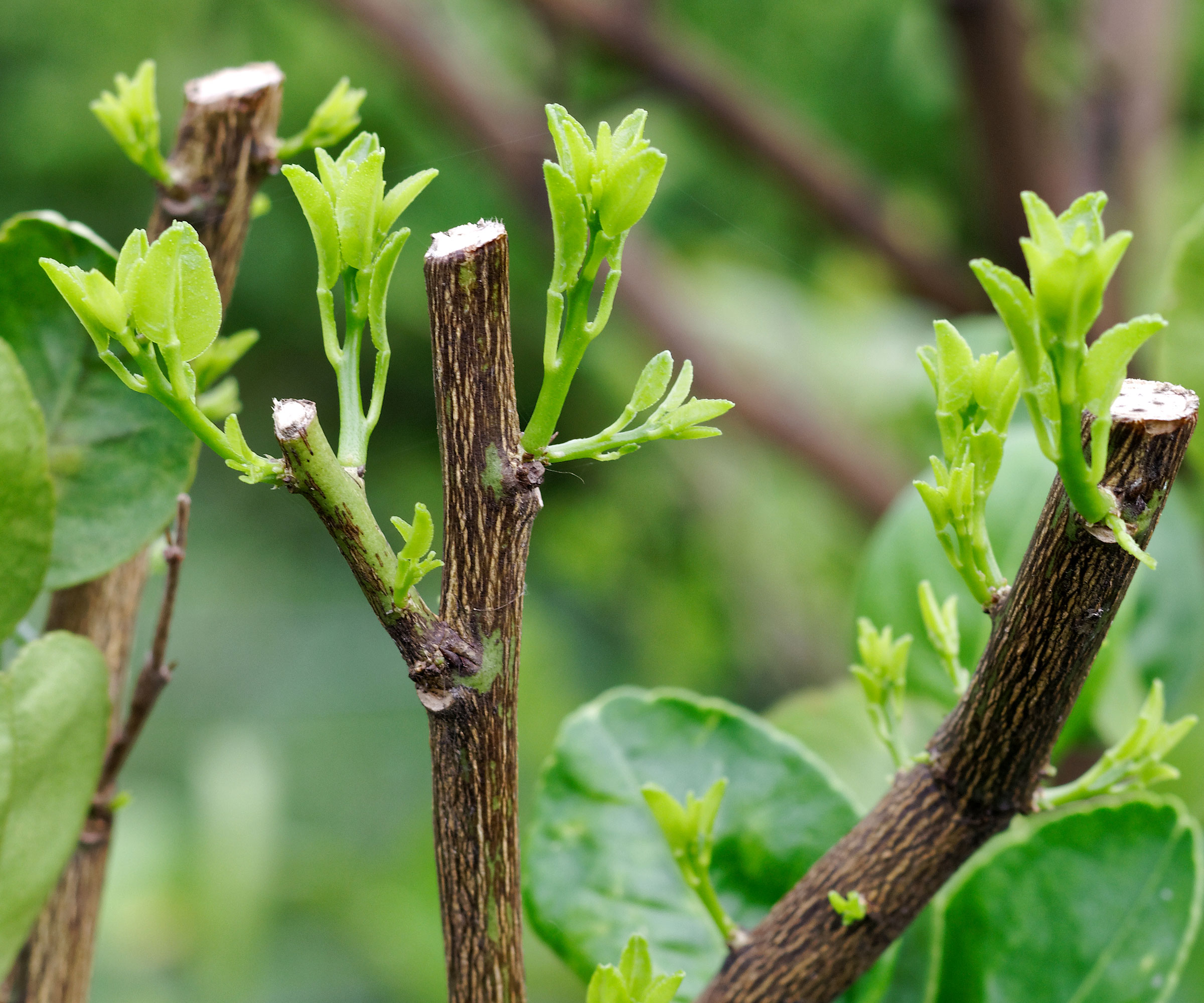 lemon citrus tree after being pruned showing fresh growth