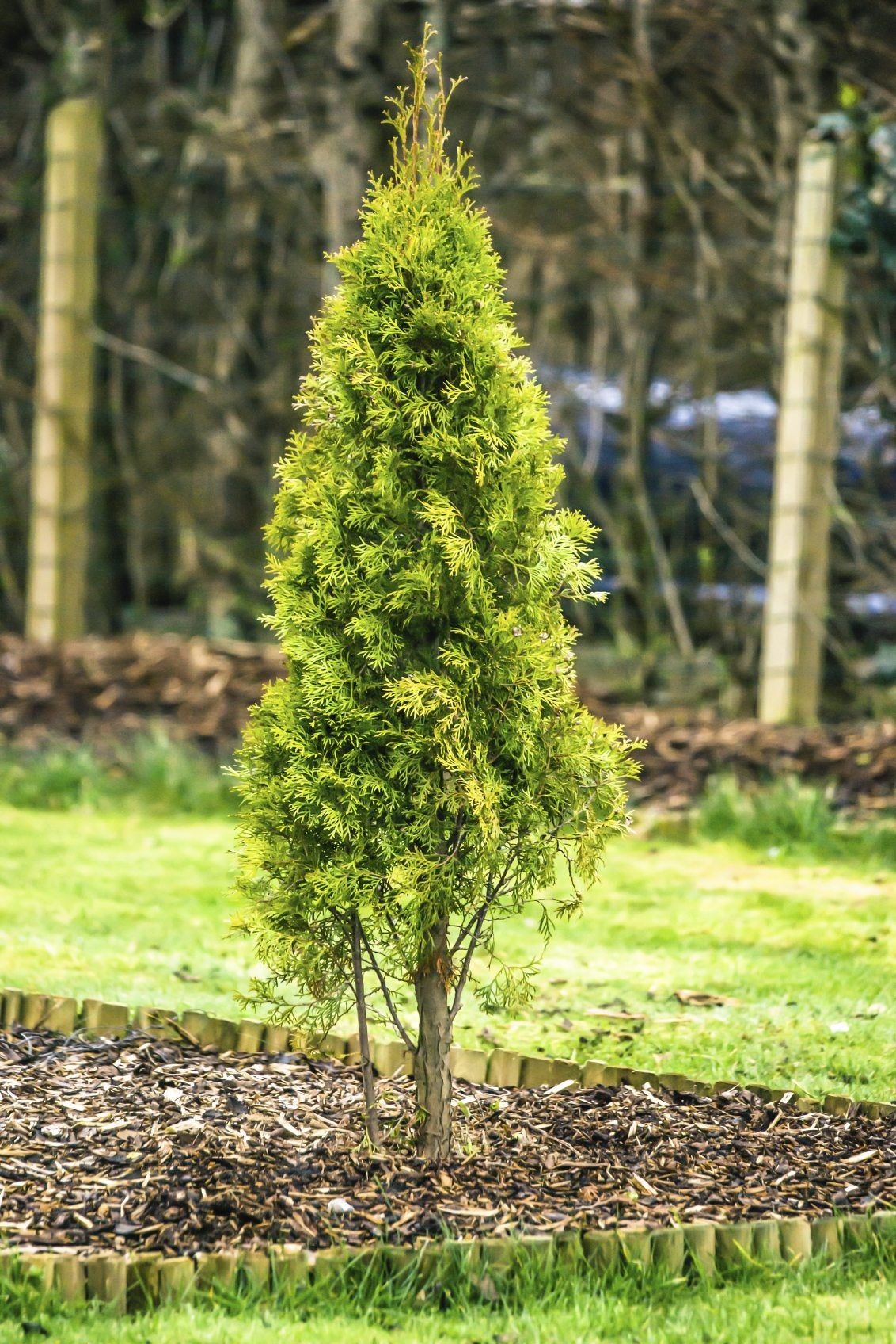 Arborvitae Tree