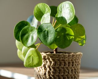 Chinese money plant in wicker planter