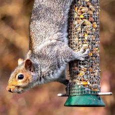 squirrel climbing down tube bird feeder filled with bird food